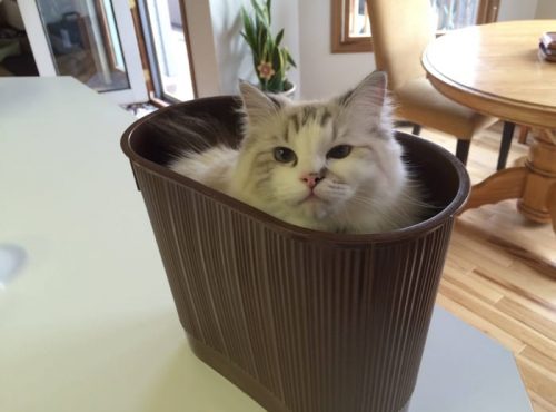 A fluffy white and grey cat sitting inside a plastic bucket