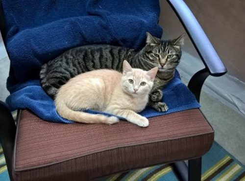 A black and grey striped cat laying down on a chair next to a beige and white kitten