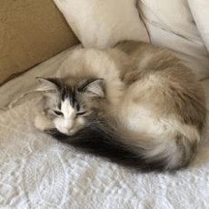 A fluffy white and grey cat named Cindy curled up and sleeping on the couch