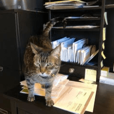 A brown and black striped cat named Hannah walking around on the desk in her house